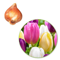 20x Tulips Tulipa - Mix 'Regenboog'