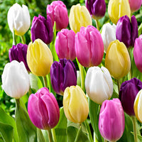 20x Tulips Tulipa - Mix 'Regenboog'
