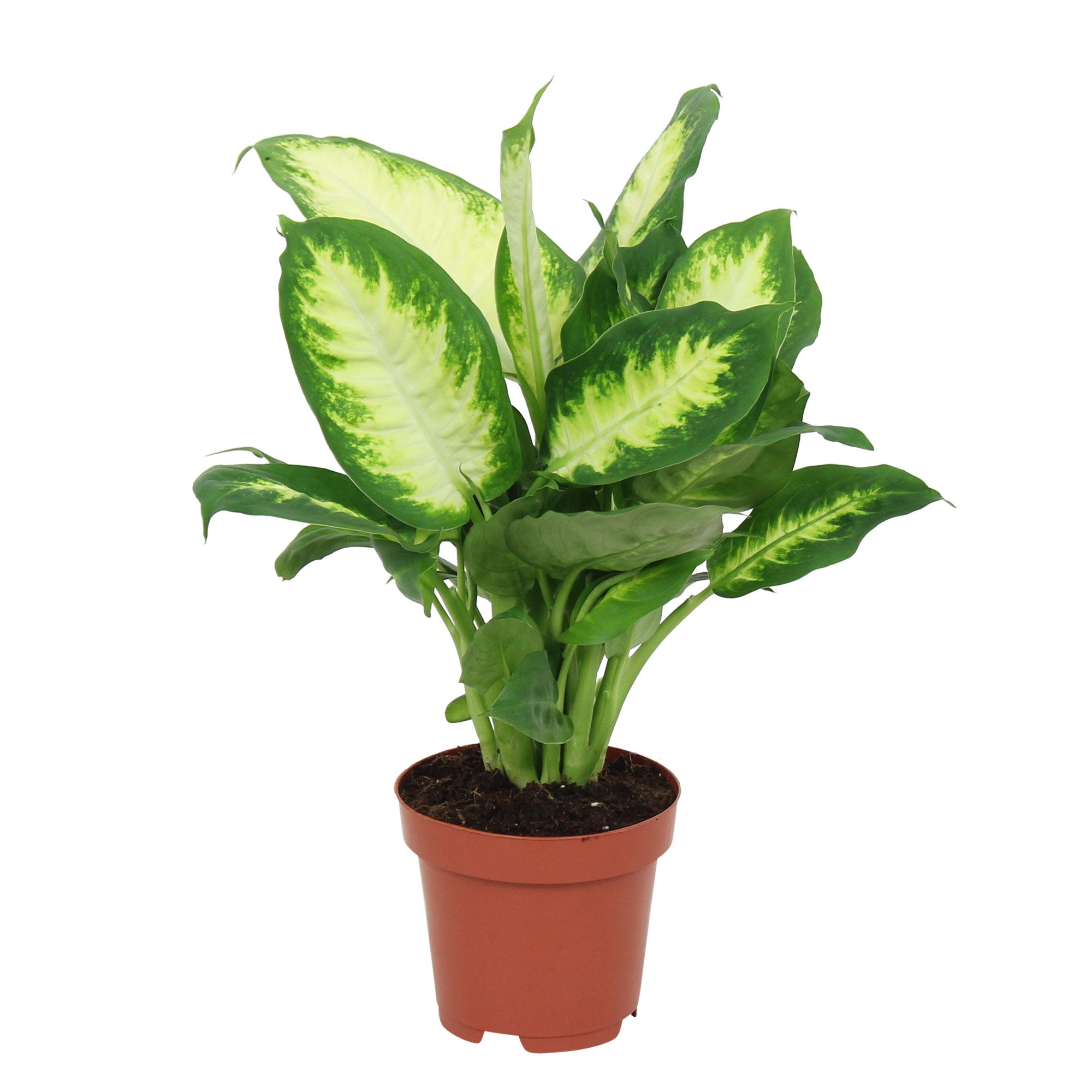 dieffenbachia flores Dieffenbachia 'Camilla'