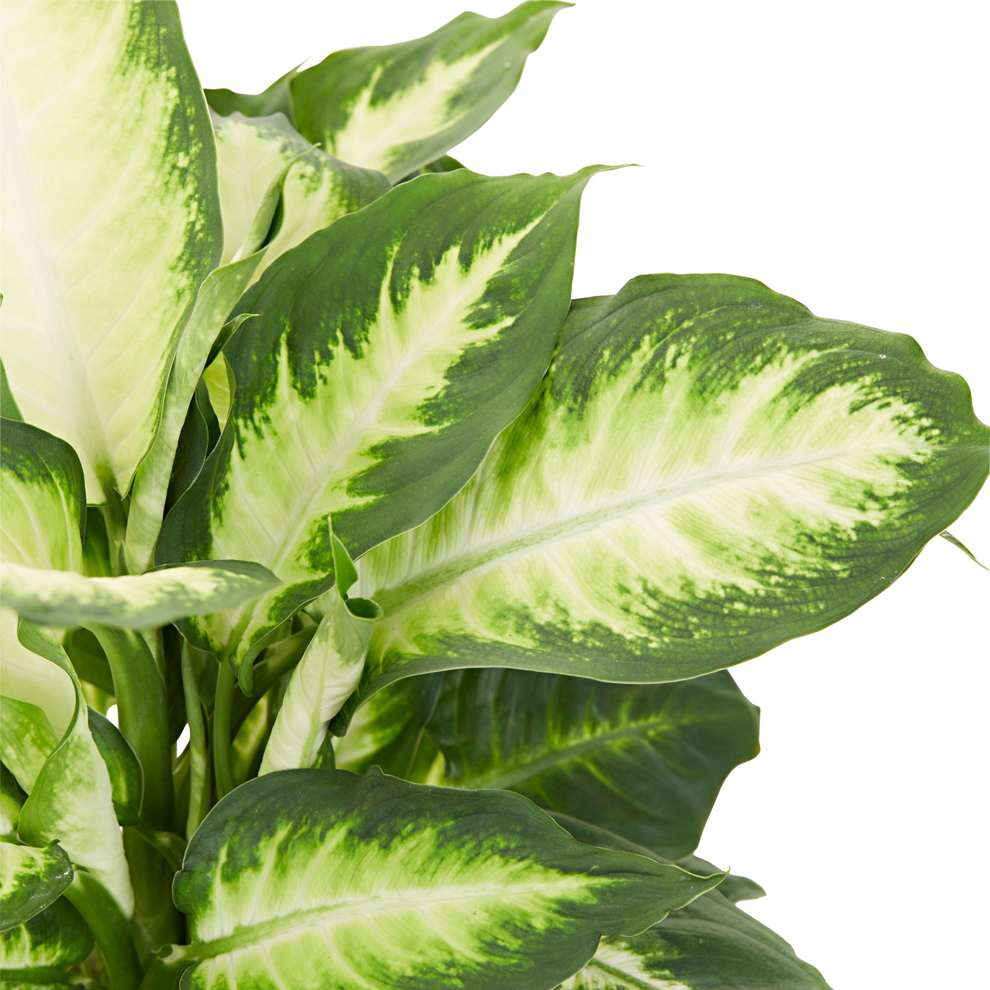 buy house plants now dieffenbachia camilla bakker.combakker.com Dieffenbachia 'Camilla'