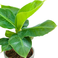 Banana plant Musa 'Oriental Dwarf'