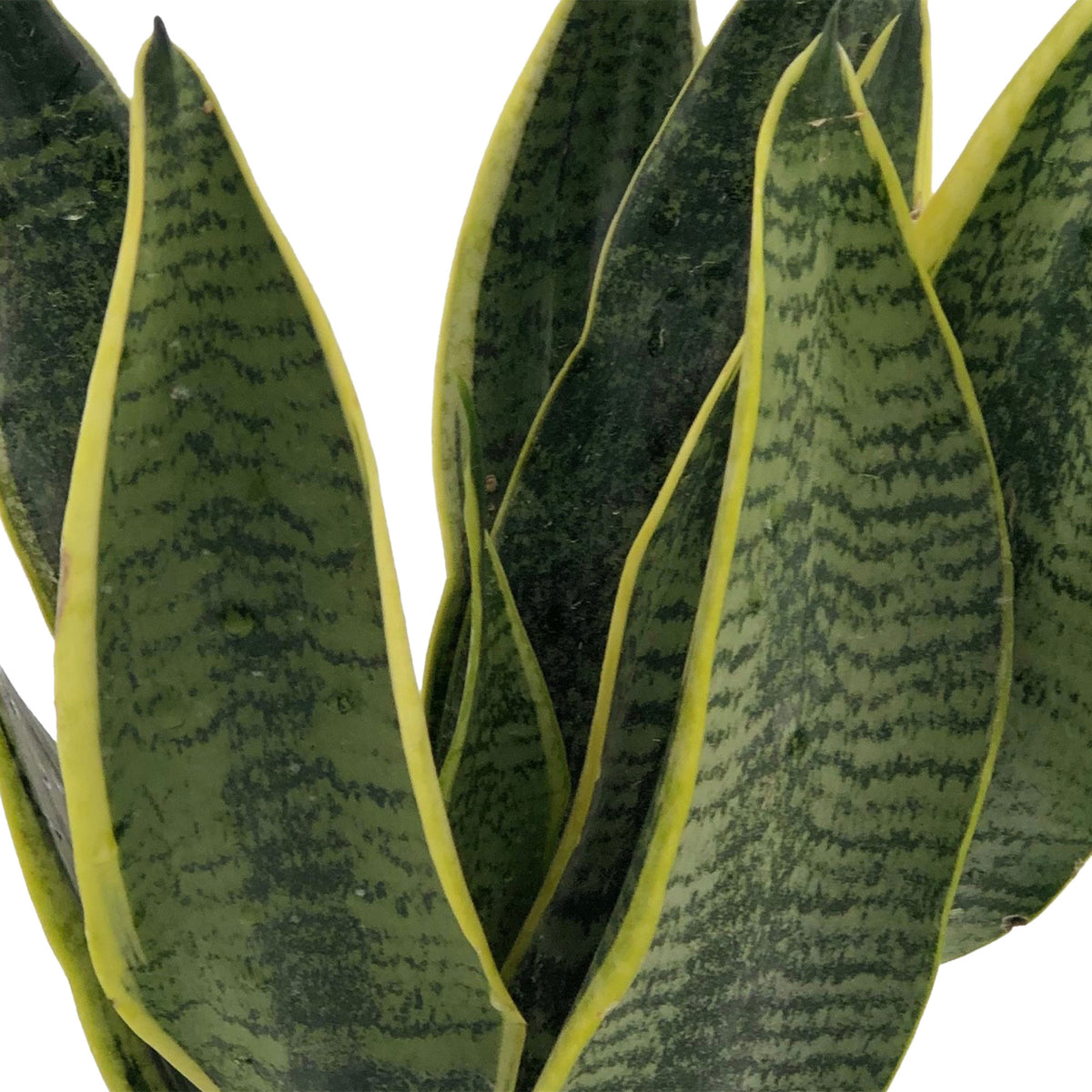 Snake plant Sansevieria 'Futura Superba'