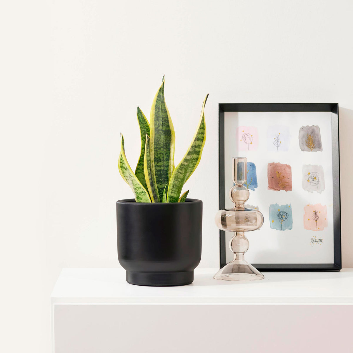 Snake plant Sansevieria 'Futura Superba'