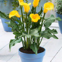Zantedeschia 'Gold Rush' Yellow