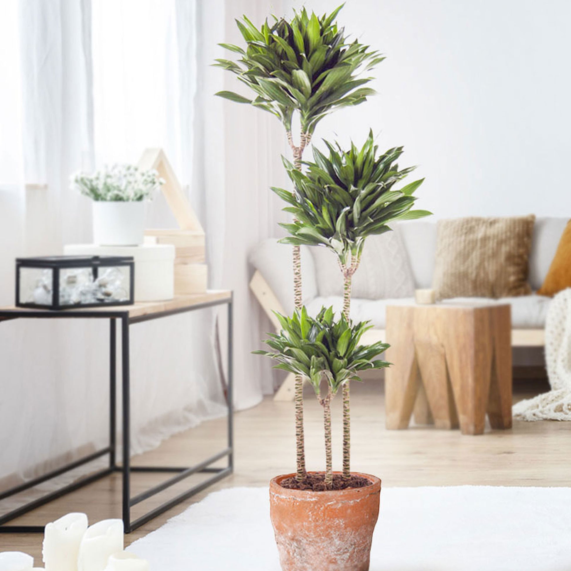 dracaena interieur Buy house plants now Dragon Tree Dracaena 'Compacta'