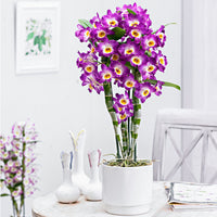 Orchid Dendrobium 'Comet King Akatsuki' Purple-White