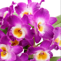 Orchid Dendrobium 'Comet King Akatsuki' Purple-White
