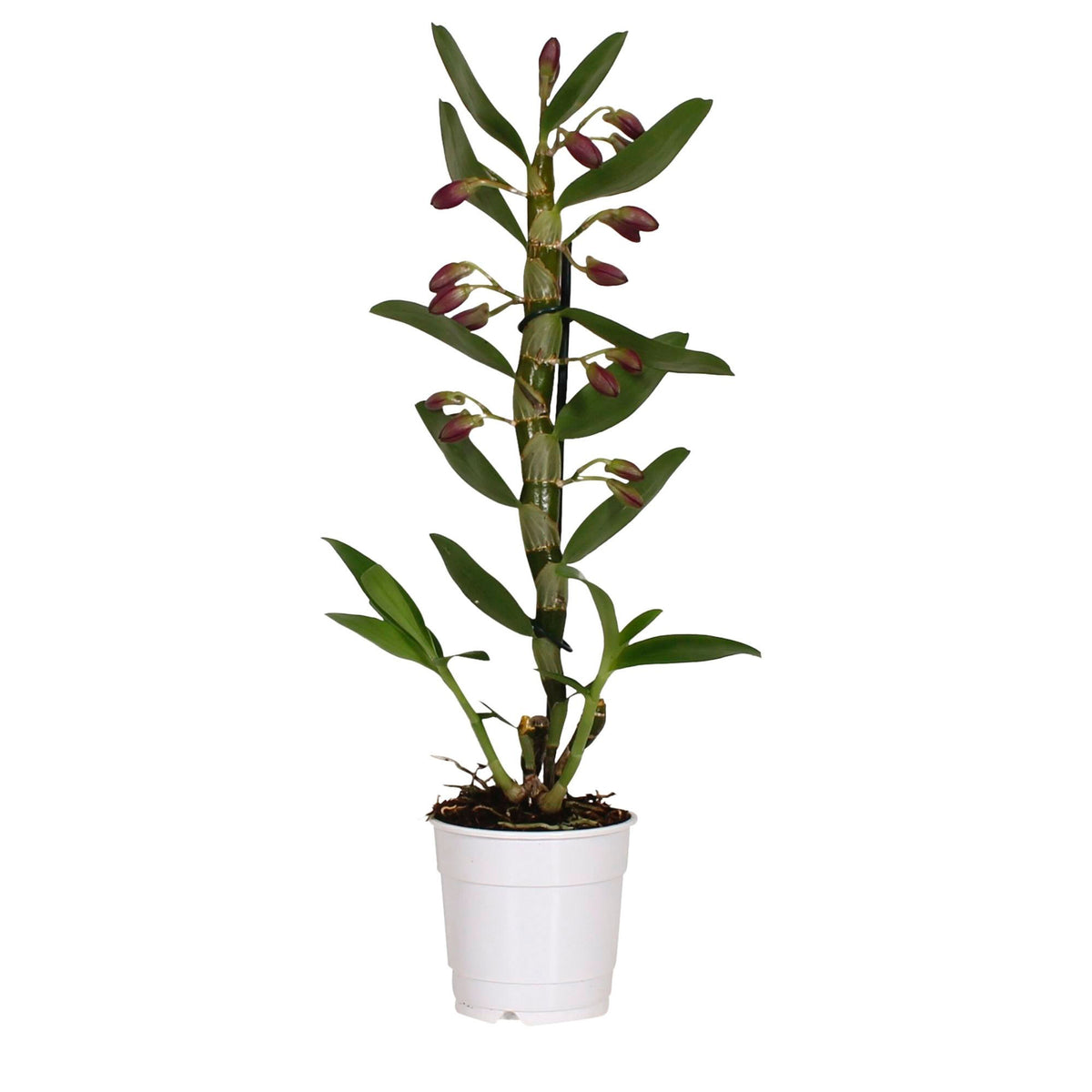 Orchid Dendrobium 'Comet King Akatsuki' Purple-White