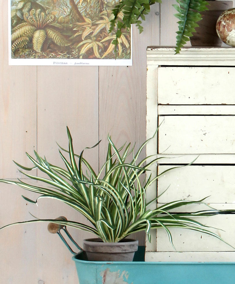 Mica Art. Variegated Dracaena