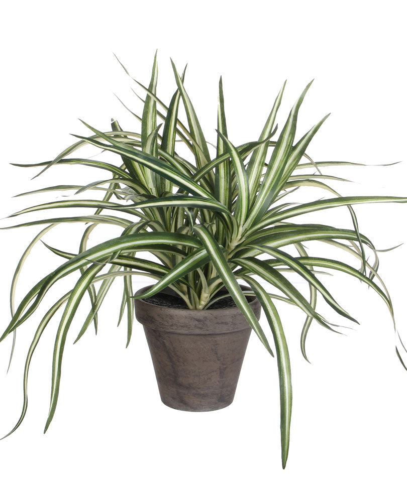 Mica Art. Variegated Dracaena