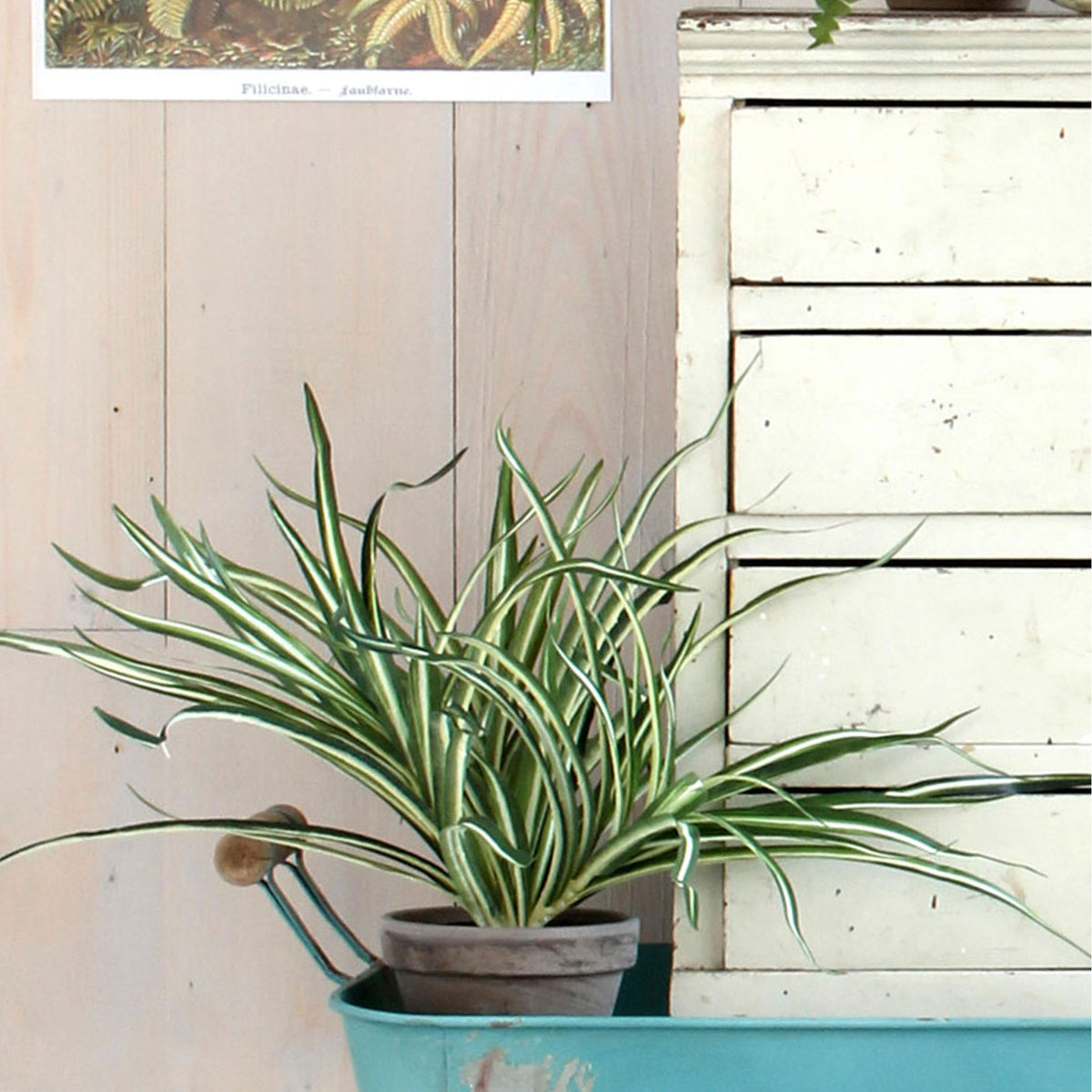 Mica Art. Variegated Dracaena