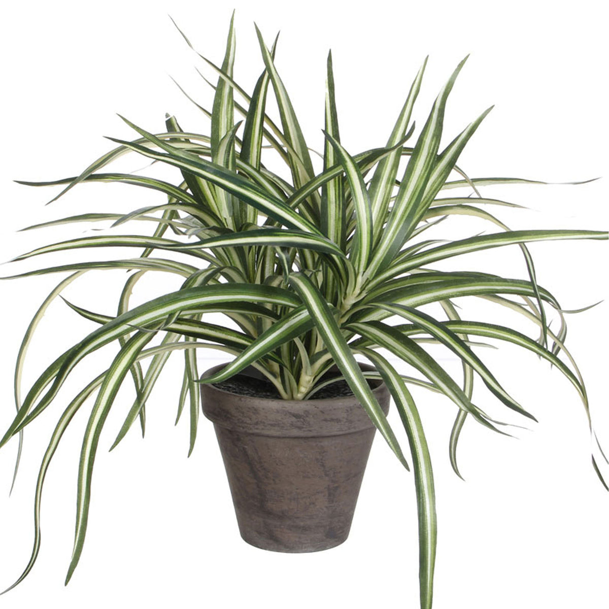 Mica Art. Variegated Dracaena