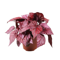 Painted-leaf Begonia 'Inca Flame'