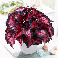 Painted-leaf Begonia 'Inca Night'