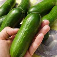 Cucumber Cucumis 'Iznik' 3 m² - Vegetable seeds
