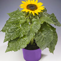 Sunflower Helianthus 'Choco Sun' Yellow