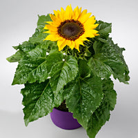 Sunflower Helianthus 'Choco Sun' Yellow