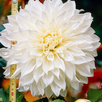 3x Dahlia 'Fleurel'  White