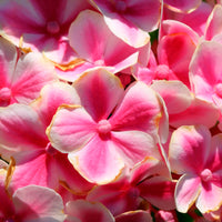 Bigleaf hydrangea Hydrangea 'Rosita' Pink - Hardy plant