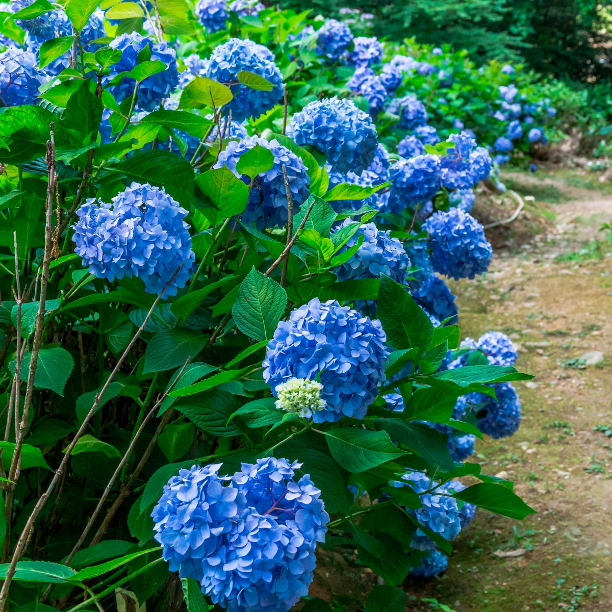 Bigleaf hydrangea Hydrangea macrophylla Blue - Hardy plant