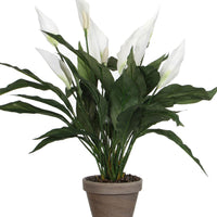 peace lily fake Buy Artificial Peace Lily White