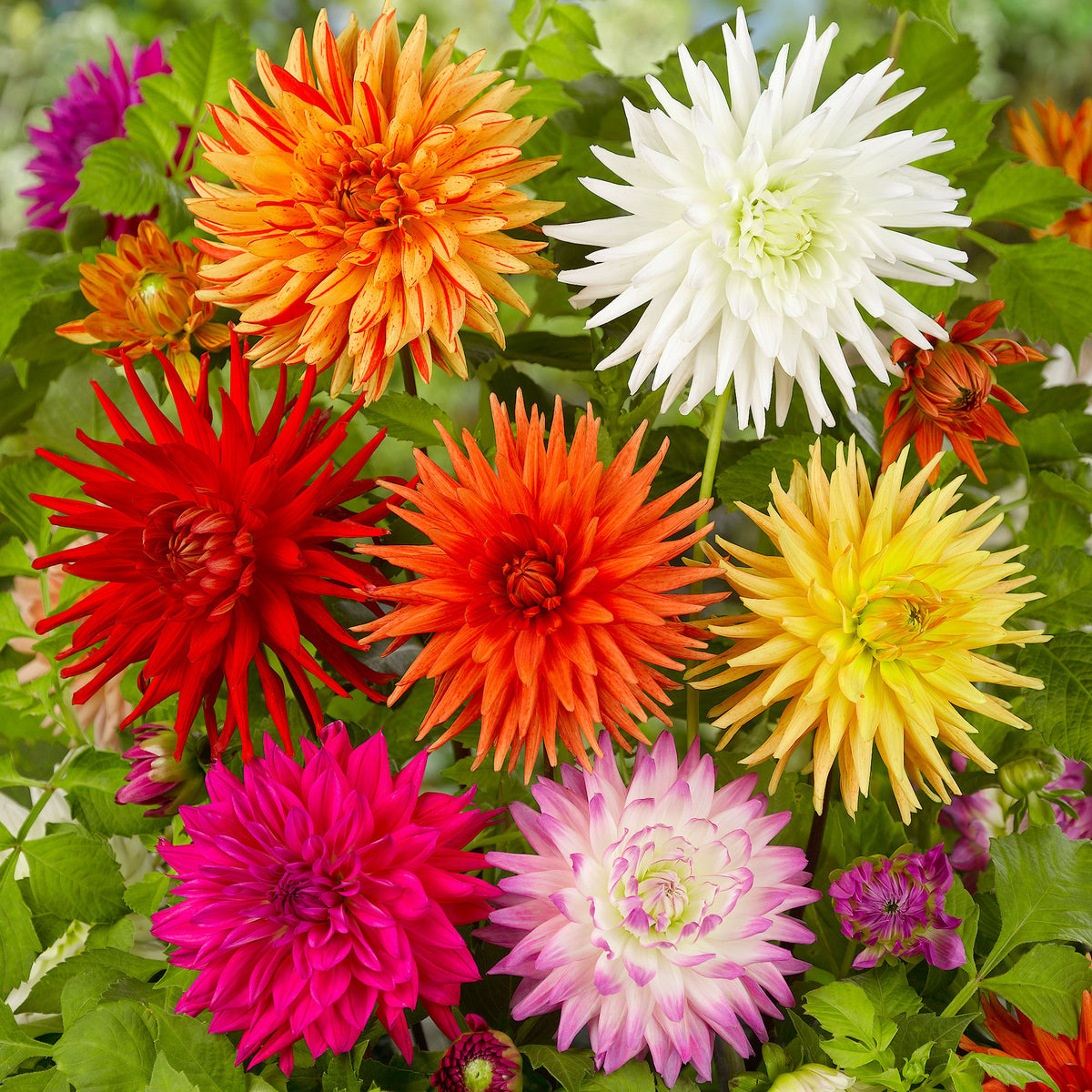 5x Large-flowered Dahlia - Mix 'Cactus'