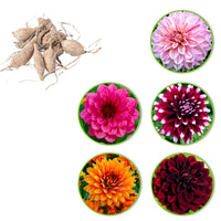 Large-flowered Dahlia - Mix 'Decoratief' red-pink-orange