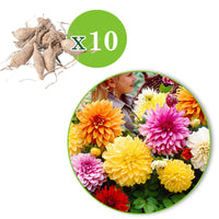 5x Large-flowered Dahlia - Mix 'Mammoth'