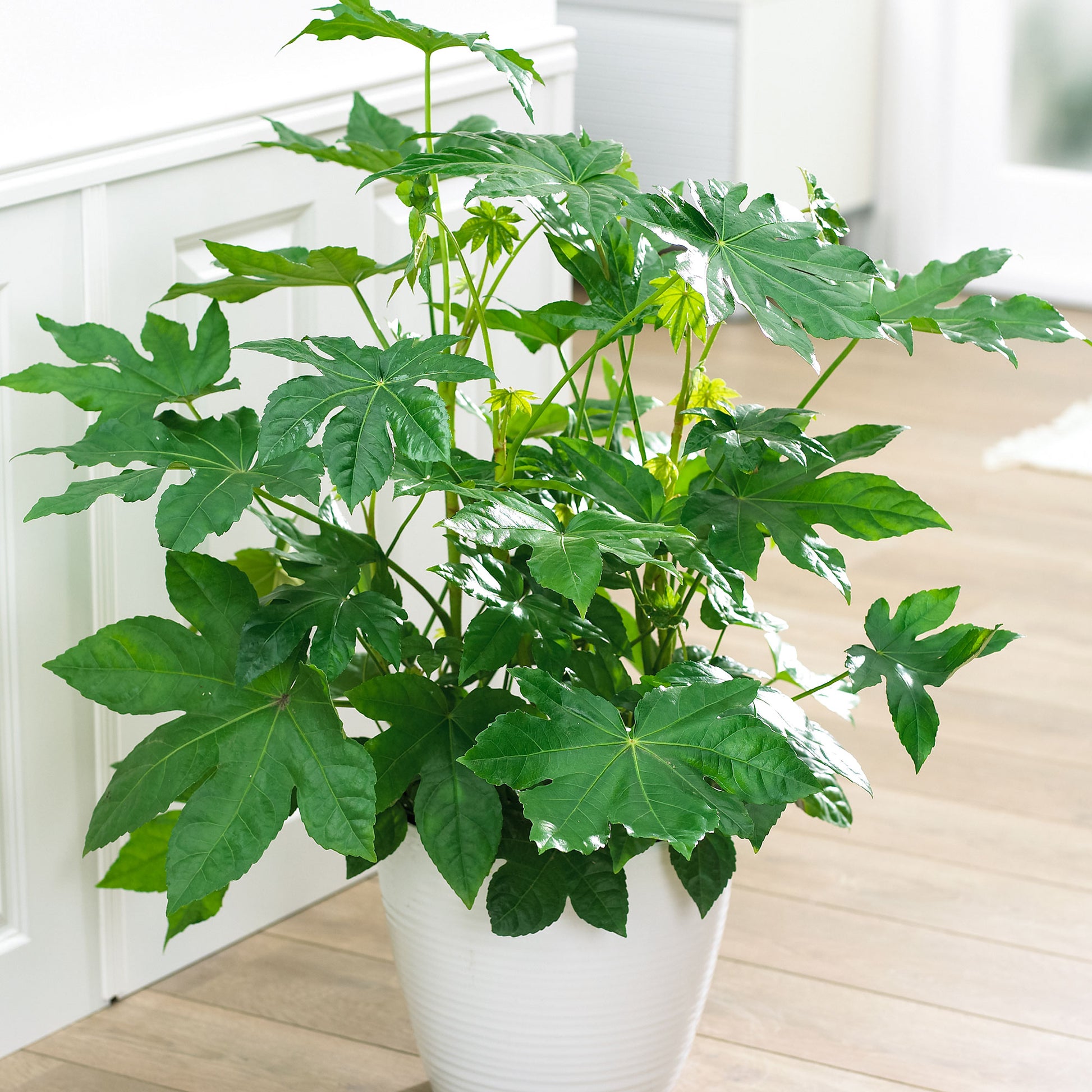 indoor castor oil plant Castor oil plant Fatsia japonica