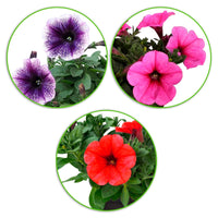 3x Petunia 'Alpetunia' - Mix