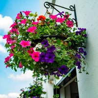 3x Petunia 'Alpetunia' - Mix