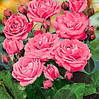 Standard Tree Rose Rosa 'Melrose' pink - Hardy plant