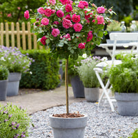 Standard Tree Rose Rosa 'Melrose' pink - Hardy plant
