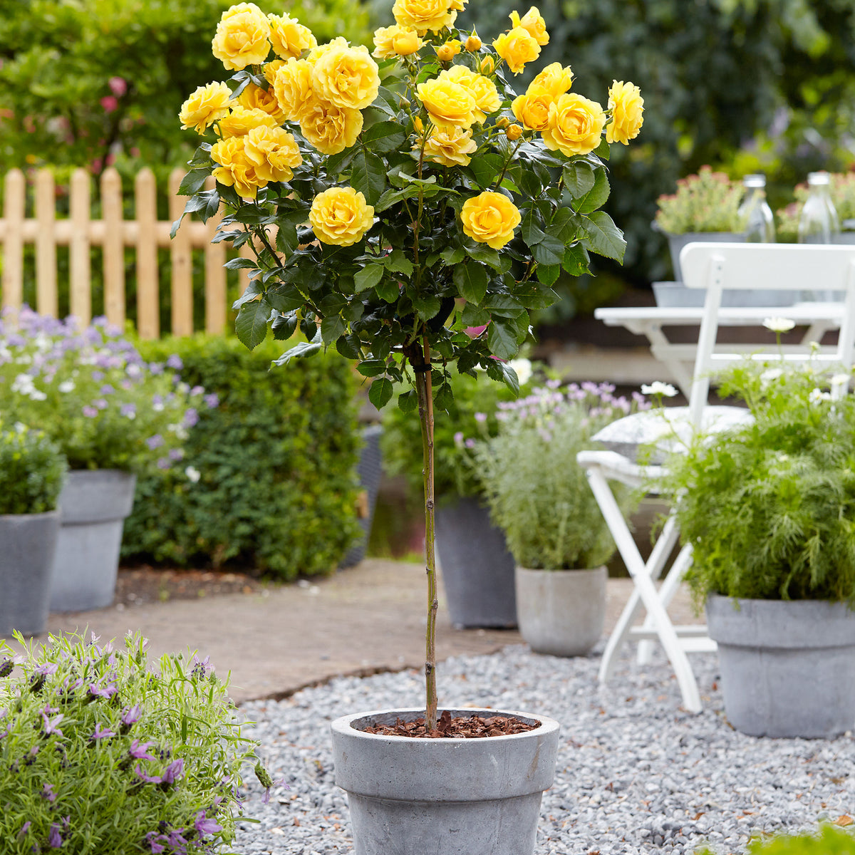 Standard tree rose Rosa 'Friesia'®  Yellow - Hardy plant