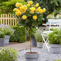 Standard Tree Rose Rosa 'Friesia'  Yellow - Bare rooted - Hardy plant