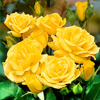 Standard Tree Rose Rosa 'Friesia'  Yellow - Bare rooted - Hardy plant
