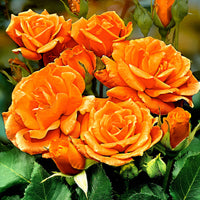 Standard Tree Rose Rosa 'Orange Sensation' orange - Hardy plant