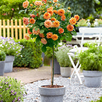 Standard Tree Rose Rosa 'Orange Sensation' orange - Hardy plant