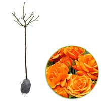 Standard Tree Rose 'Orange Sensation' orange - Bare rooted - Hardy plant