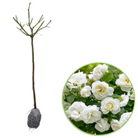 Standard Tree Rose Rosa 'Kristal' white - Bare rooted - Hardy plant