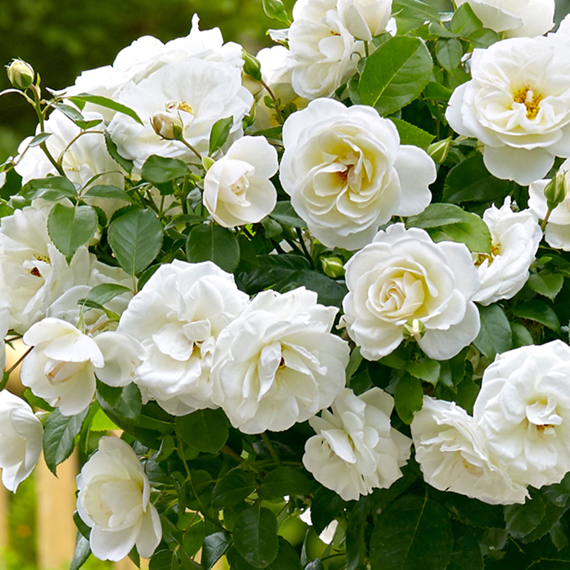 White Roses Sturdy Buy Standard Tree Rose Rosa 'Kristal' white - Bare rooted - Hardy plant ...