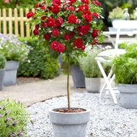 Standard Tree Rose Rosa 'Nina Rosa' red - Bare rooted - Hardy plant