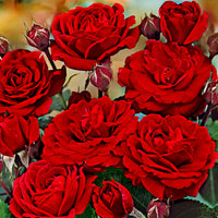 Standard Tree Rose Rosa 'Nina Rosa' red - Bare rooted - Hardy plant