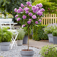 Standard Tree Rose Rosa 'Minerva' purple - Bare rooted - Hardy plant