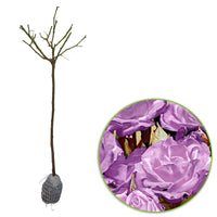 Standard Tree Rose Rosa 'Minerva' purple - Bare rooted - Hardy plant