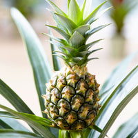 Pineapple plant Ananas 'Corona' incl. decorative pot