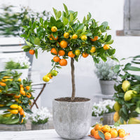 Calamondin tree Citrus mitis 'Calamondin' Orange