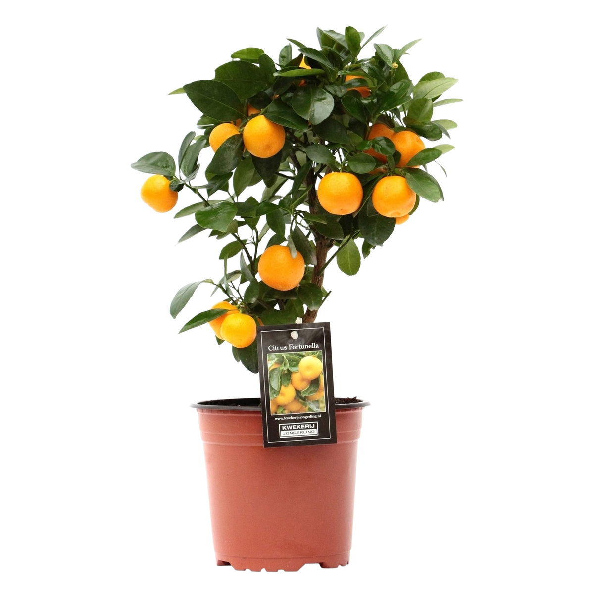 Calamondin tree Citrus mitis 'Calamondin' Orange