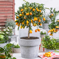 Kumquat tree Citrus japonica  on stem