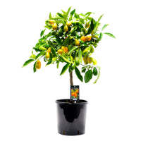 Kumquat tree Citrus japonica  on stem